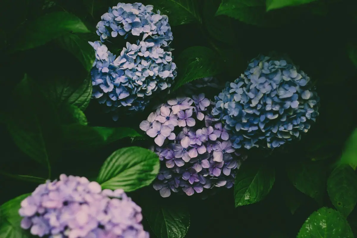 Blå og lilla hortensiaer som blomstrer blant grønt løvverk